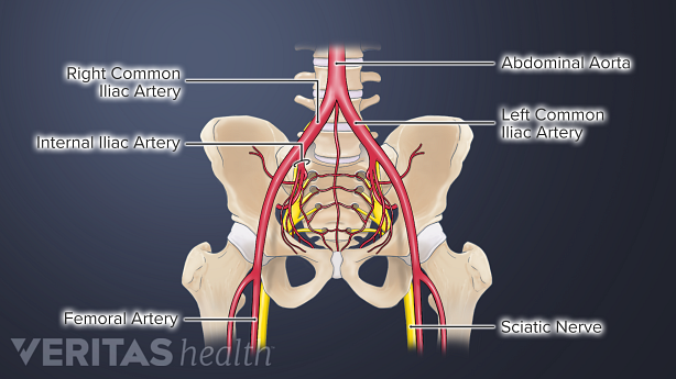 An illustration showing blood supply in the pelvic region.