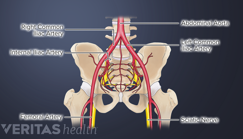 Ilustración de la aorta abdominal y sus ramas en la pelvis.