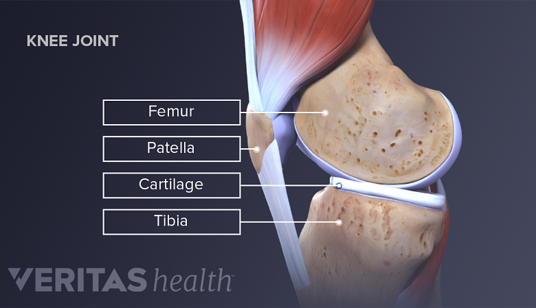 Illustration showing anatomy of knee joint labelling patella femur and tibia.