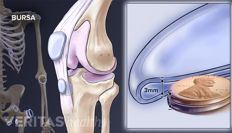 Anatomy of an elbow bursa.