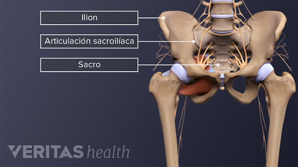 La anatomía de la articulación sacroilíaca en la pelvis.