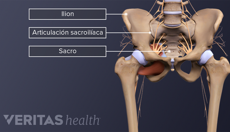 La anatomía de la articulación sacroilíaca en la pelvis.