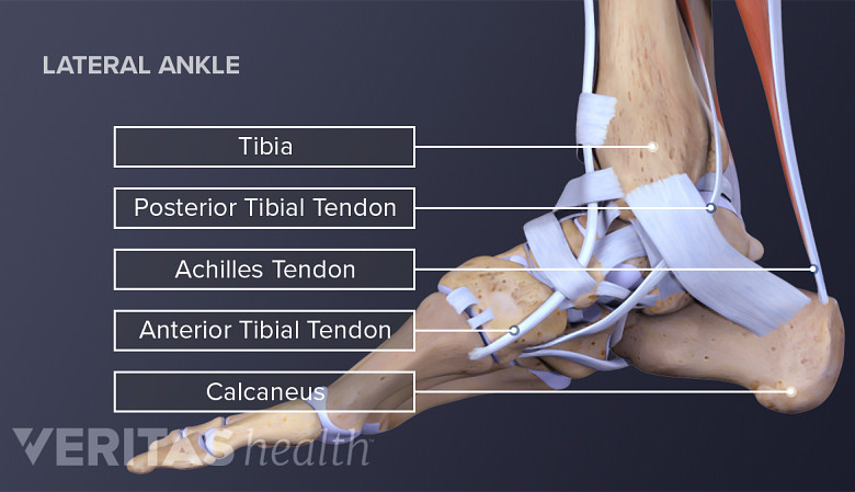 Medial view of the foot labeling tendons