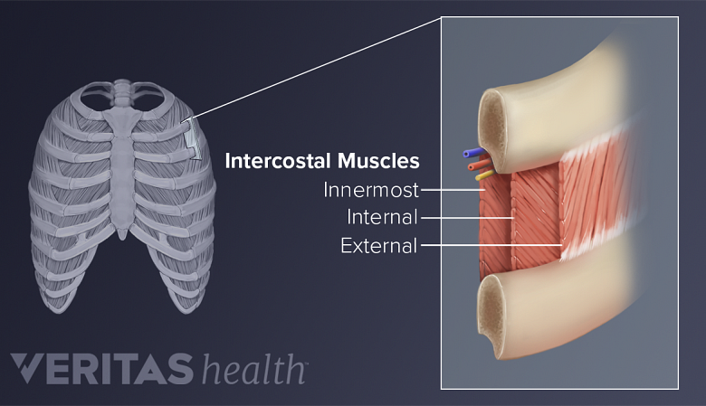 Human Ribs Back human-ribs-back