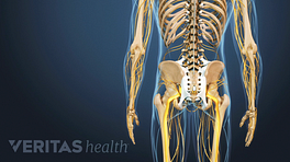 Medical illustration of the posterior side of a skeleton