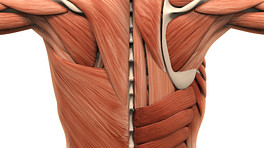Posterior view of the muscles of the back.