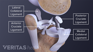 Four knee ligaments FCL, TCL, PCL, ACL