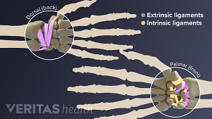 Intrinsic and intrinsic wrist ligaments