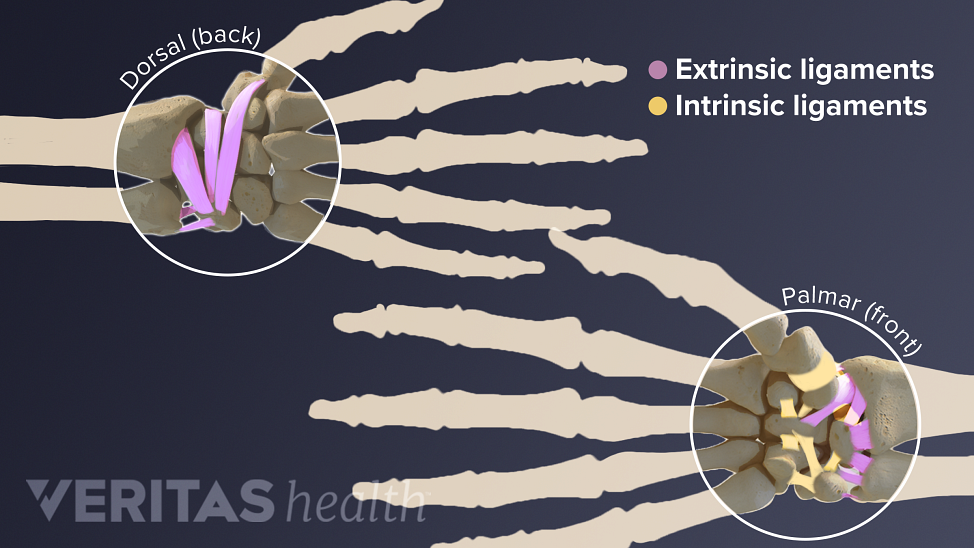 Image of the intrinsic and intrinsic wrist ligaments