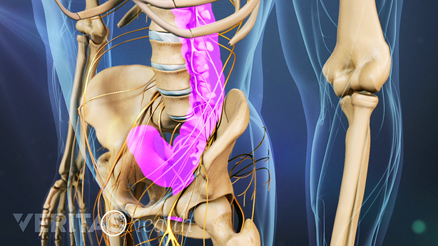 An illustration of the adult spine with bowel and bladder areas highlighted.