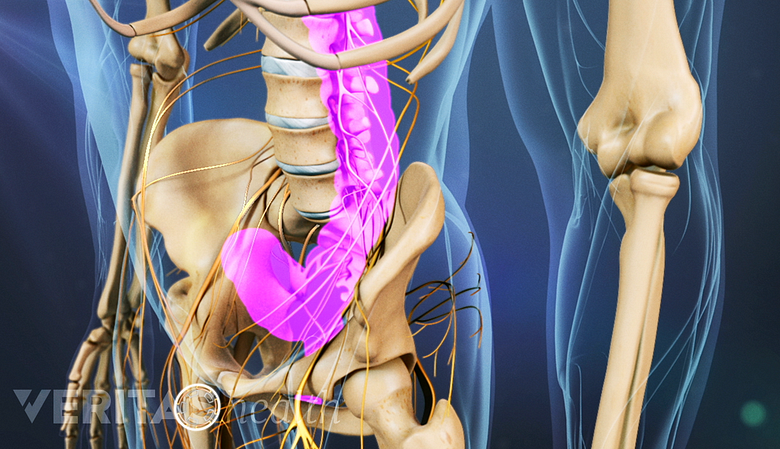 An illustration of the adult spine with bowel and bladder areas highlighted.