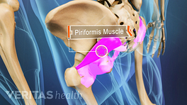 Posterior view of the pelvis highlighting the piriformis muscle.