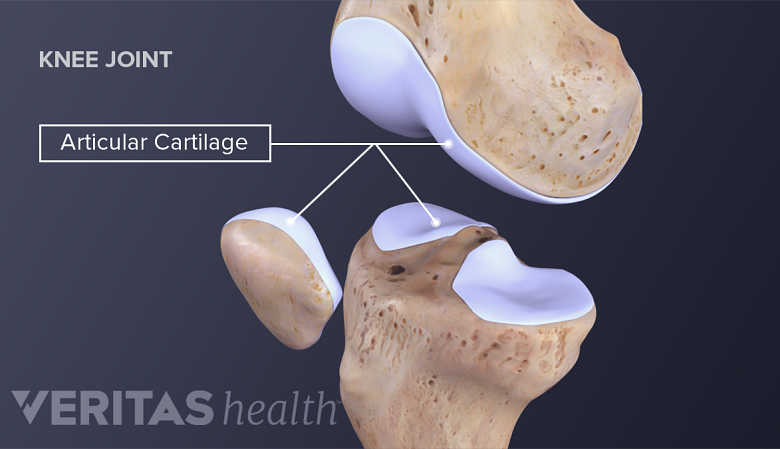 Illustration of knee joint anatomy showing articular cartilage.