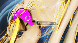 Profile view of buttocks highlighting the piriformis muscle.