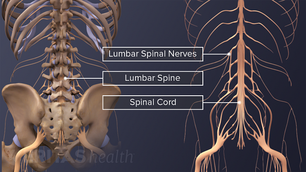 Illustration showing posterior view of adult spine showing lumbar nerves.