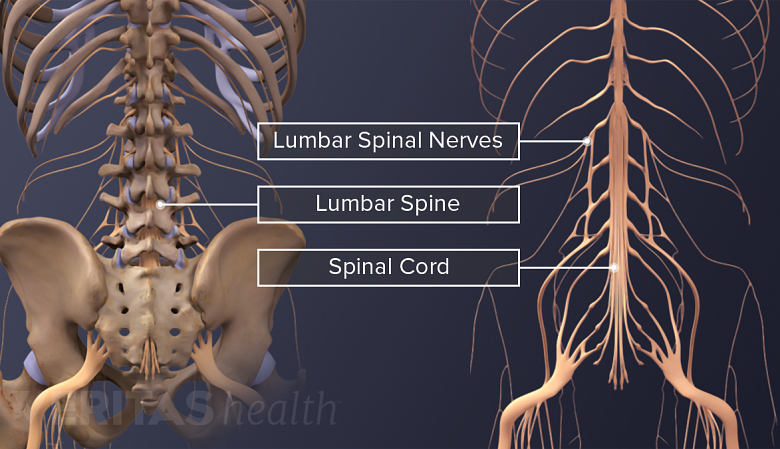 Two views labeling the lumbar spinal nerves, lumbar spine, and spinal cord.