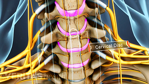 Anterior view of the cervical spine highlighting the cervical discs.