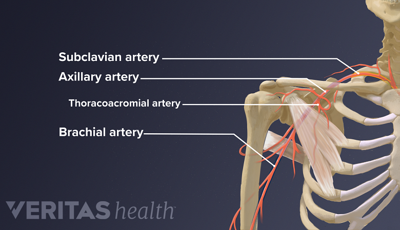 Illustration of the shoulder arteries