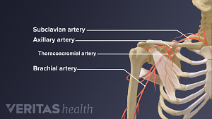 The shoulder arteries including subclavian, axillary, thoracoacromial, and brachial arteries