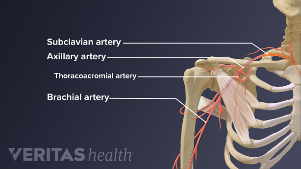 The shoulder arteries including subclavian, axillary, thoracoacromial, and brachial arteries