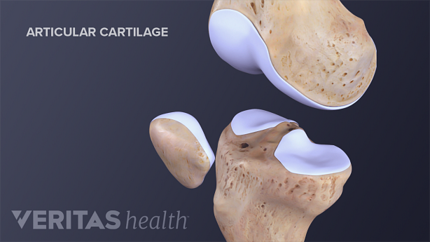 Illustration of the articular cartilage in the knee