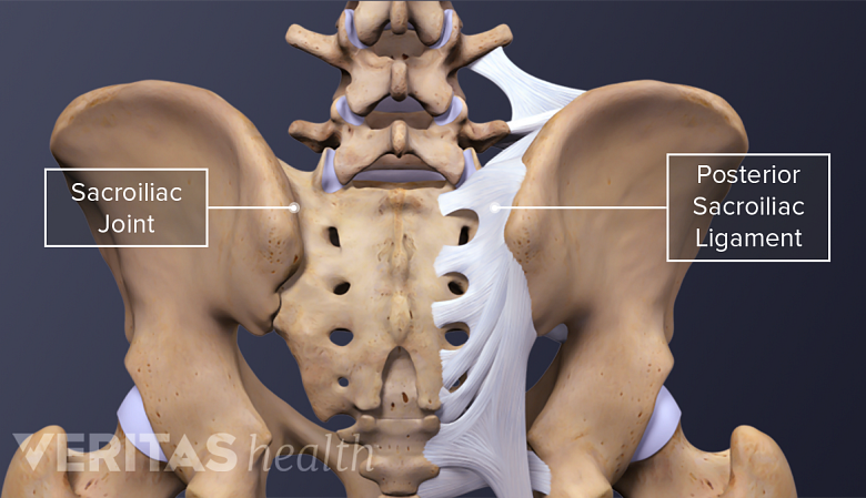Illustration showing pelvis with sacroiliac joint and posterior sacroiliac ligament.