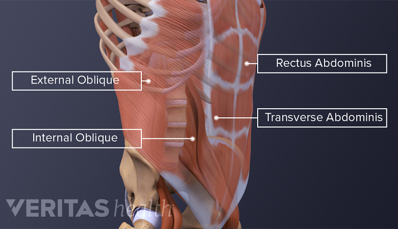 Illustration showing posterior view of back muscles- external oblique,internal oblique,rectus abdominus and transverse abdominus.
