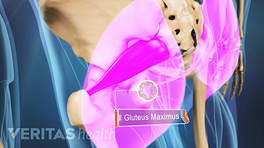 Posterior view of the pelvis labeling the gluteus maximus.