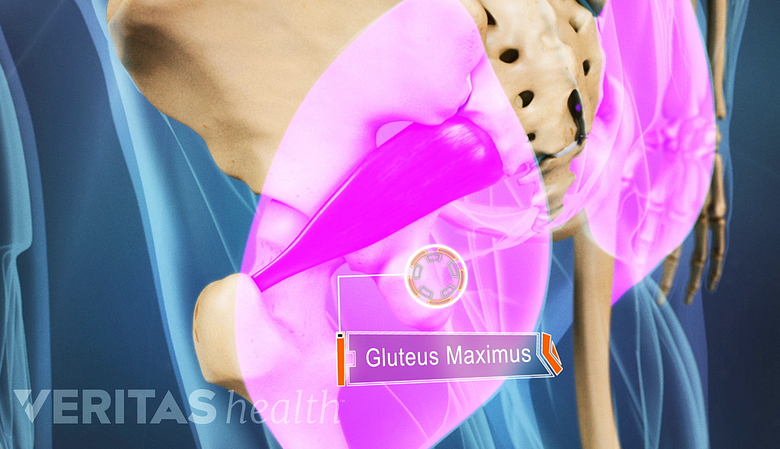 The gluteus maximus muscle.