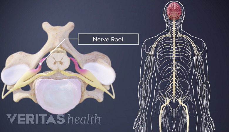 El sistema nervioso central humano y la anatomía de una raíz nerviosa espinal.