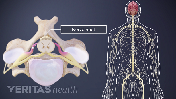 El sistema nervioso central humano y la anatomía de una raíz nerviosa espinal.