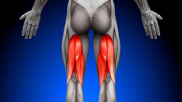 Posterior view of the lower body highlighting the hamstrings.