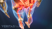 Posterior view of the lower body with the sciatic nerve highlighted in red, indicating pain, numbness or tingling