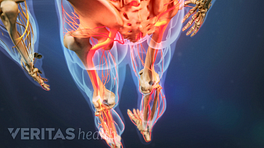 Medical illustration of the lower body, with the legs and hips highlighted in red to indicate pain, numbness or tingling.