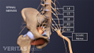 Anterior view of the pelvis labeling L4, L5, S1, S2, S3 and the sciatic nerve.