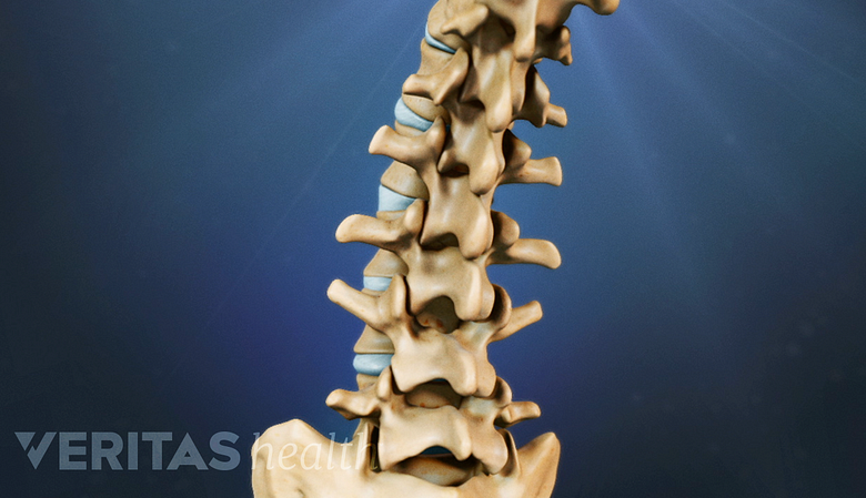 Illustration showing vertebral spine.