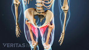 View of the pelvis with groin muscles highlighted