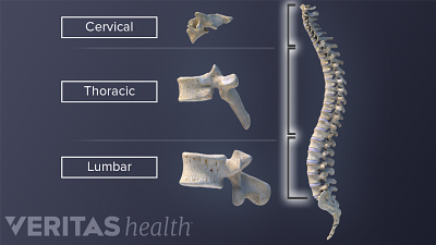 cervical, thoracic and lumbar spinal discs in the spinal column