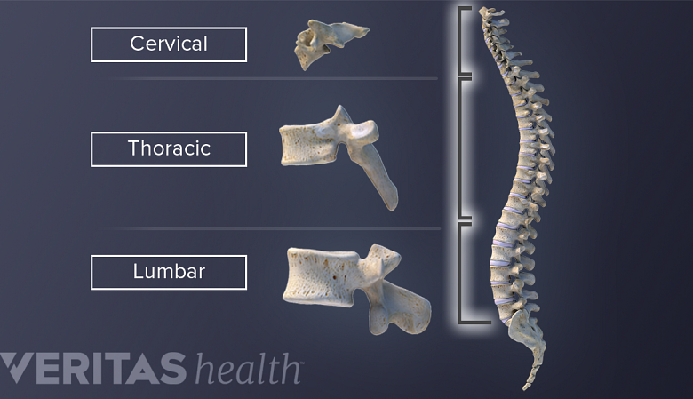 Vertebral column comparing shapes of cervical, thoracic, and lumbar vertebra.