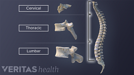 Vertebral column comparing shapes of cervical, thoracic, and lumbar vertebra.