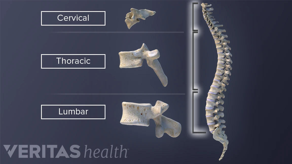 Vertebrae in the Vertebral Column | Spine-health