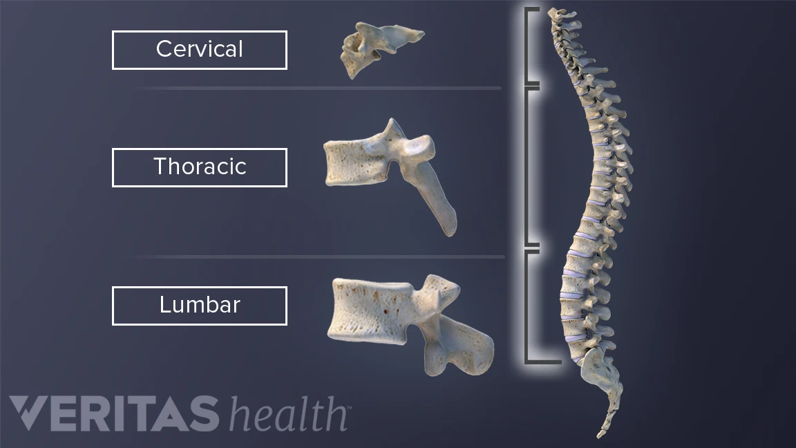 Vertebrae in the Vertebral Column | Spine-health Vertebrae in the Vertebral Column | Spine-health