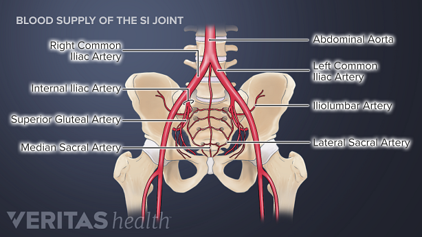 Illustration of the blood supply of the SI Joint.