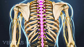 Posterior view of the thoracic spine highlighted.