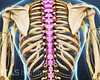 Posterior view of the thoracic spine highlighted.