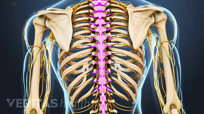 Medical illustration of a skeleton with the thoracic spine highlighted