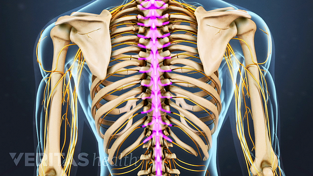 An illustration showing adult spine highlighted in pink.