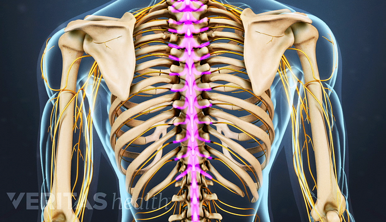 An illustration showing adult spine highlighted in pink.