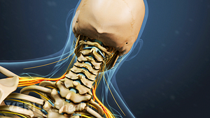 Posterior view of the cervical spine.