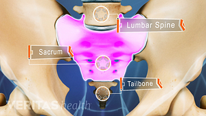 Anterior view of the pelvis labeling the lumbar spine, sacrum, and tailbone.